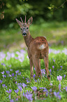 standing Roebuck