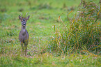 roe deer