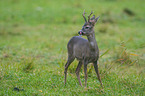 roe deer