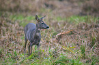 roe deer
