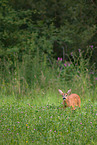 roe deer