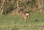 roe deer