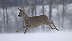 roe deer