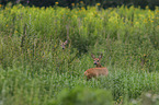 roe deer