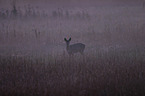 roe deer