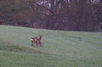 roe deer