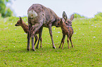 roe deer