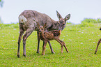 roe deer