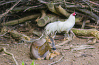 roe deer