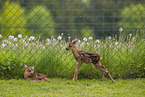 roe deer