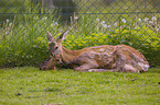 roe deer