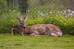 roe deer