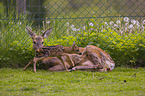 roe deer