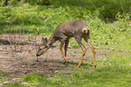 roe deer