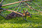 roe deer