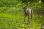 roe deer