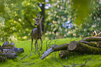 roe deer