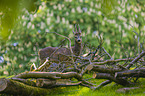 roe deer