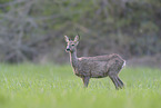 roe deer