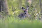 roe deer