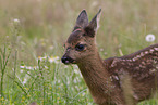 Fawn