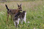 Fawn with cat