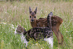 Fawn with cat