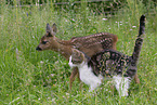 Fawn with cat