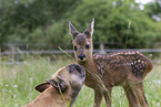 Fawn with french bulldog