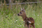 Fawn
