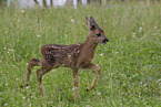 Fawn