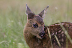 Fawn