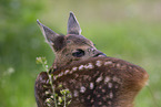 Fawn