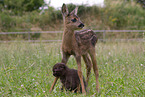Fawn with cat