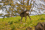 roe deer