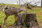 roe deer