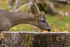 roe deer