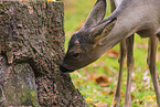 roe deer