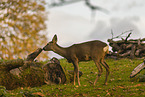 roe deer