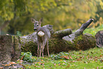 roe deer