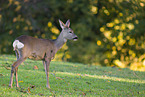 roe deer