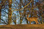 roe deer