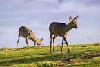 Roe doe and buck