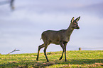 Roe doe