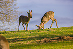 roe buck