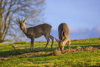 roe buck