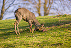 roe buck