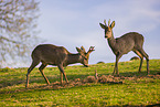 roe buck