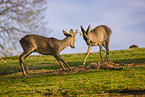 roe buck