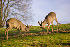 roe buck